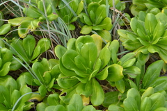 Scaevola taccada taccada