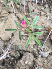Indigofera trifoliata