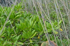 Scaevola taccada taccada