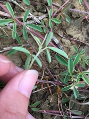 Indigofera trifoliata