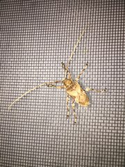 Lagocheirus araneiformis stroheckeri