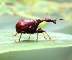 Paratrachelophorus