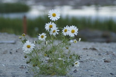 Tripleurospermum subpolare