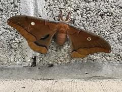 Antheraea polyphemus