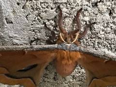 Antheraea polyphemus
