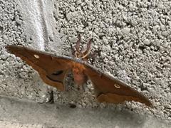 Antheraea polyphemus
