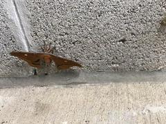 Antheraea polyphemus