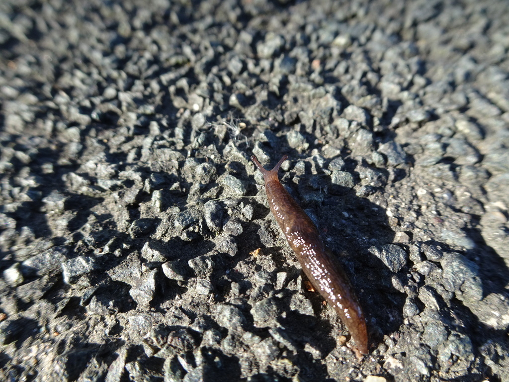 Smooth Land Slugs from Purgatory Creek Wetlands, Eden Prairie, MN, USA