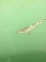 Negaprion brevirostris