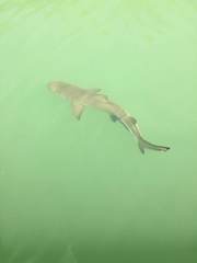 Negaprion brevirostris