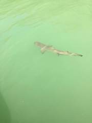 Negaprion brevirostris