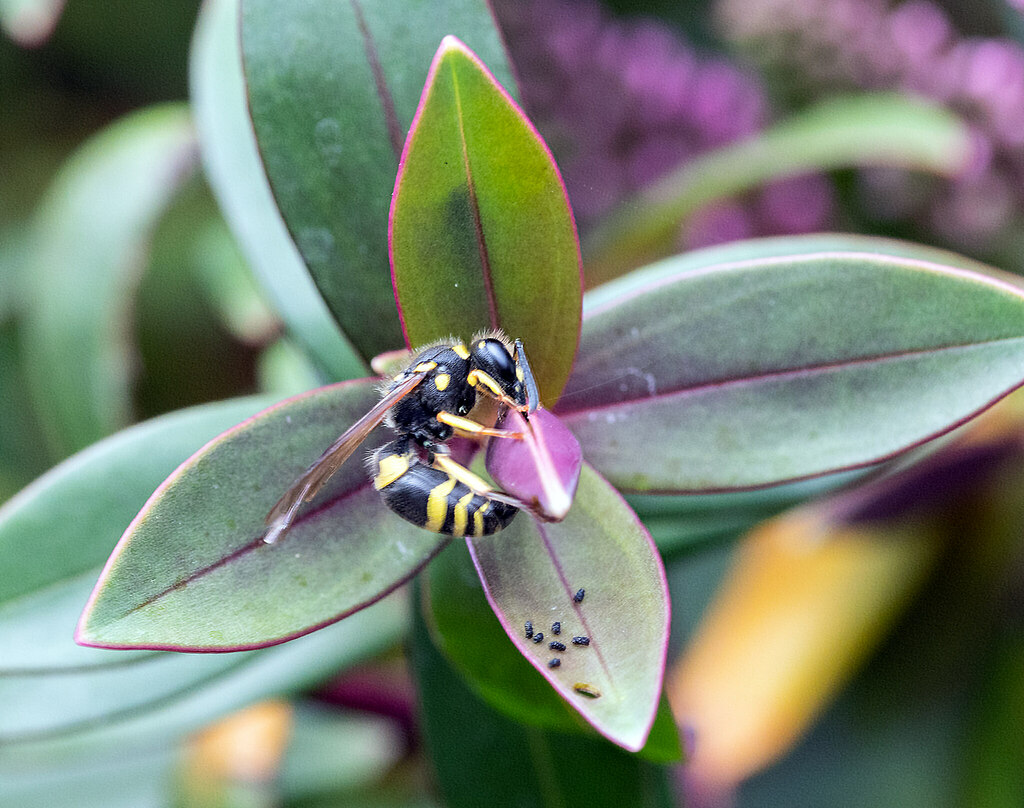 European tube wasp from Christchurch Central City, Christchurch, New