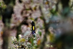 Cacicus chrysonotus