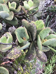 Cotyledon orbiculata oblonga