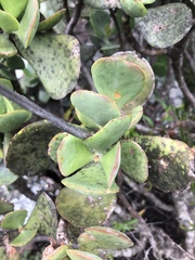 Cotyledon orbiculata oblonga