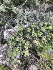 Cotyledon orbiculata oblonga