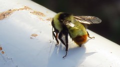 Bombus opifex