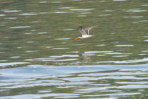 Afrikascherenschnabel (Rynchops flavirostris)