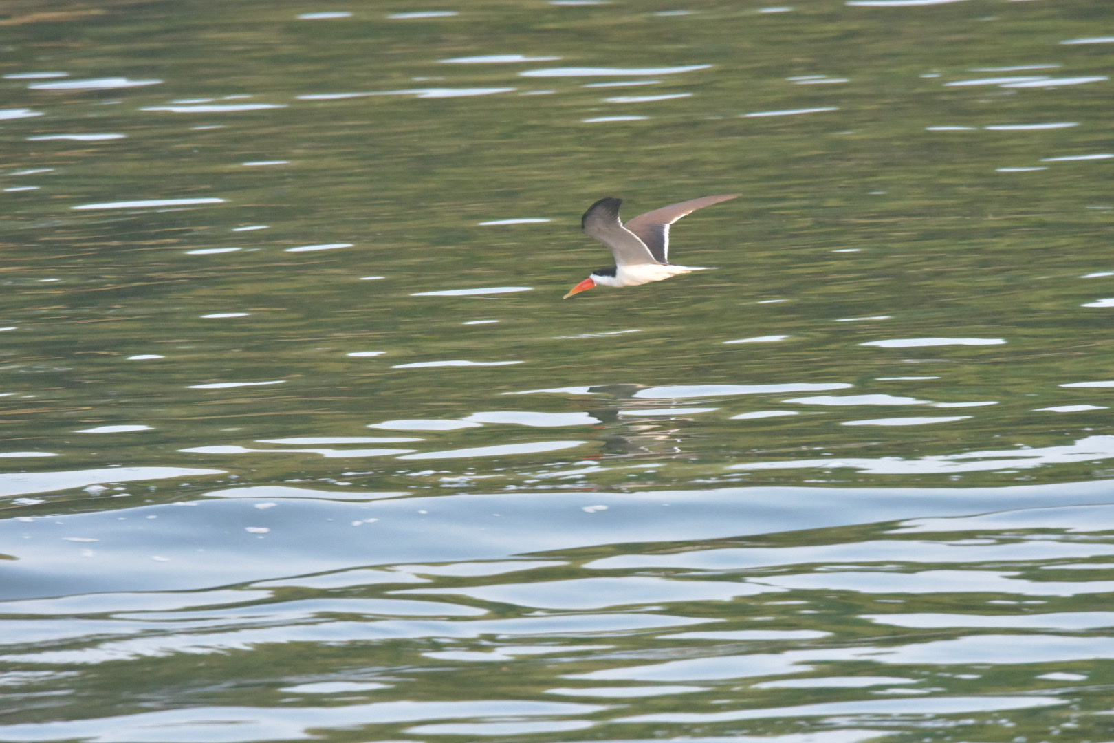 African Skimmer illustration