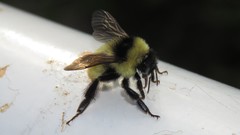 Bombus opifex