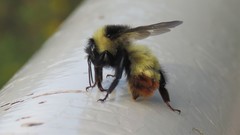 Bombus opifex
