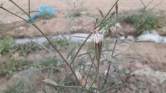 Palafoxia arida