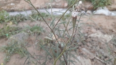 Palafoxia arida