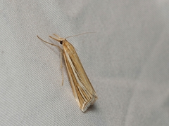 Hednota relatalis