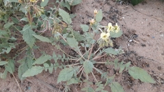 Chylismia claviformis