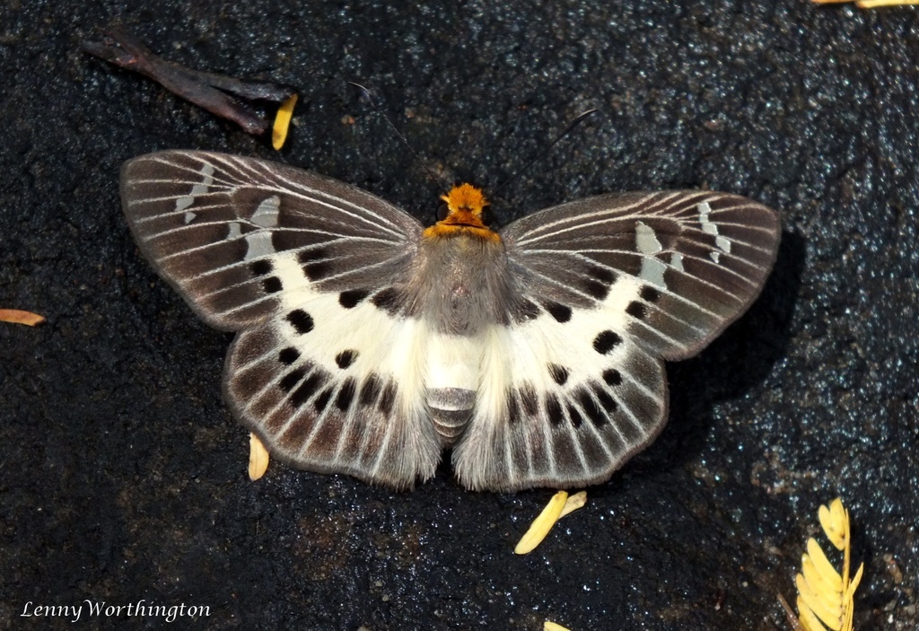 Common Yellow-breasted Flat