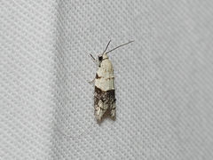 Tracholena sulfurosa