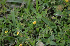 Stylosanthes biflora