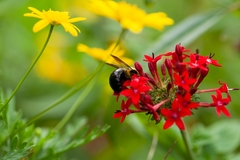 Xylocopa virginica image