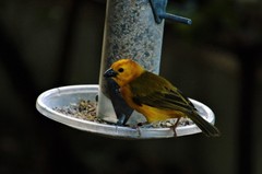 Ploceus castaneiceps