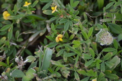 Stylosanthes biflora