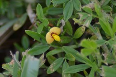 Stylosanthes biflora