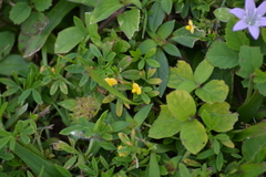 Stylosanthes biflora