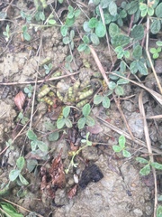 Cajanus scarabaeoides