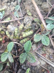 Cajanus scarabaeoides