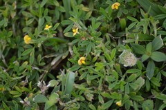 Stylosanthes biflora