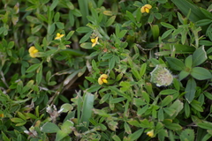 Stylosanthes biflora