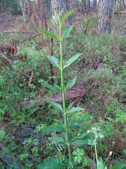 Verbena montevidensis