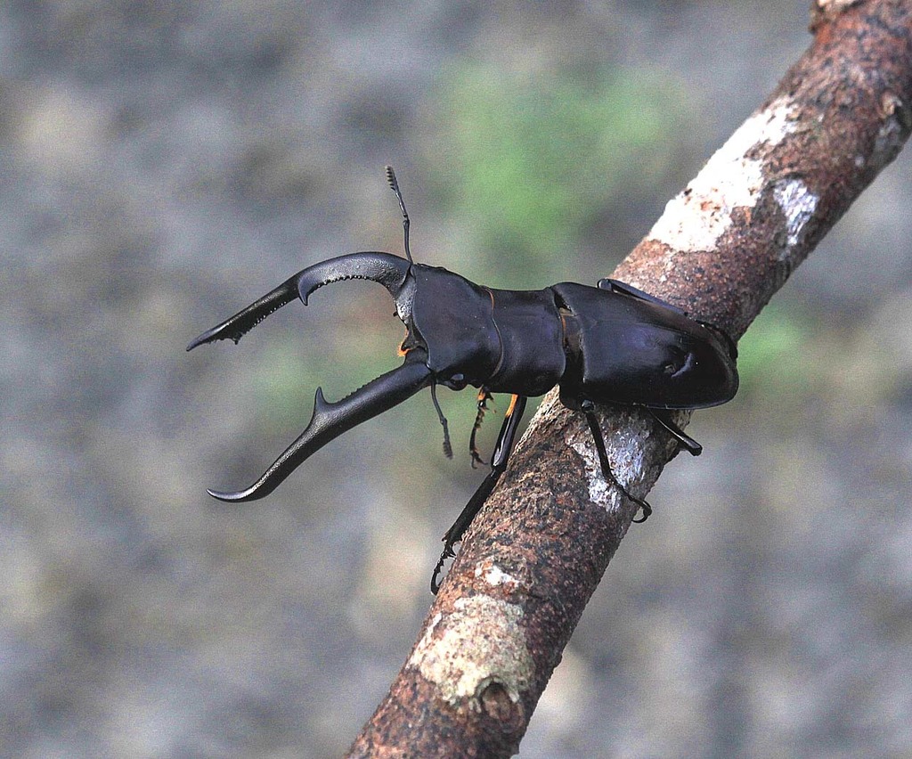 Kichik osiyolik qizlarning onlayn porno videolarini tomosha qiling