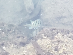 Abudefduf abdominalis