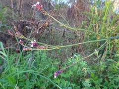 Verbena montevidensis