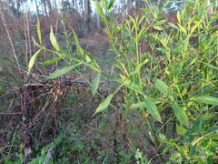Verbena montevidensis