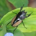 Parry's Stag-Beetle - Photo (c) Les Day, some rights reserved (CC BY-NC), uploaded by Les Day
