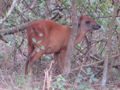 Cephalophorus natalensis