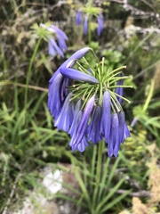 Agapanthus inapertus