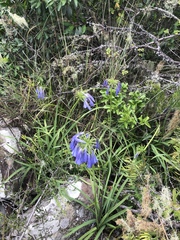 Agapanthus inapertus